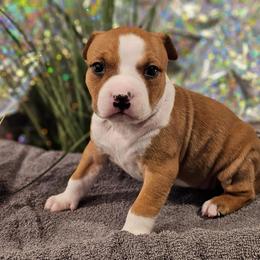 Girl 4 - Red female American Staffordshire Terrier puppy in Springfield, Illinois from Prairieland Kennels
