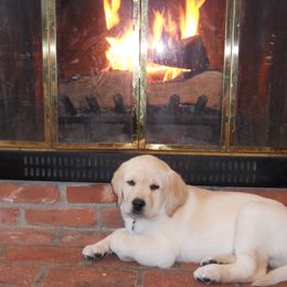 Labrador Retriever Puppies from Cedarmarsh Labradors