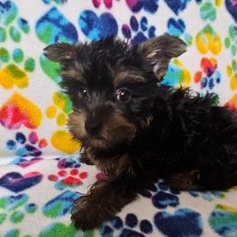 Princess - Black and gold female Yorkshire Terrier puppy in Dayton, Ohio from Precious Yorkie Babies