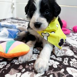 Freeze - male Australian Mountain Doodle puppy in Claremont, North Carolina from Magnolia Grove Farms
