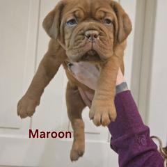 Maroon girl - Red female Dogue de Bordeaux puppy in Michigan from Boondocks Bordeaux