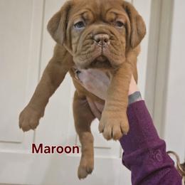 Maroon girl - Red female Dogue de Bordeaux puppy in Michigan from Boondocks Bordeaux