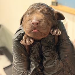 Two - Brown female Newfoundland puppy in Tully, New York from Bear Paw Newfoundlands