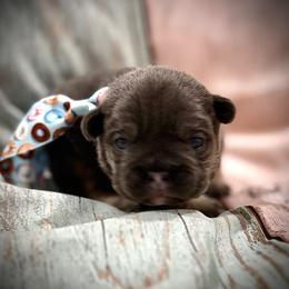 Blue and Tan - Blue fawn male French Bulldog puppy in Wellington, Colorado from Blood Family Frenchies and Bouvs