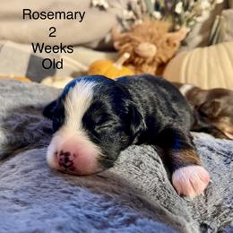 Rosemary - Black tri female Miniature Australian Shepherd puppy in Kentucky from Natural Life Ranch