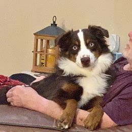 Barron - Miniature Australian Shepherd