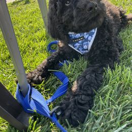 Labradoodle Puppies from 7O7Doodles