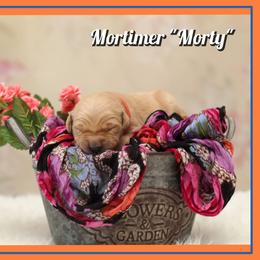 Mortimer (Morty) - Dark golden male Golden Retriever puppy in Driggs, Idaho from SK Golden Retrievers