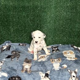 Dalmatian Puppies from Xzayvius Stitt