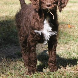 Winnie - Chocolate Labradoodle puppy in Lanexa, Virginia from Lees Reach Farm