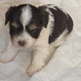 Maizy - Chocolate tan and white female Biewer Terrier puppy in Capron, Virginia from Caroline's Biewer Terriers