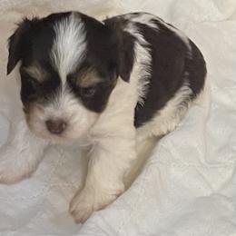 Maizy - Chocolate tan and white female Biewer Terrier puppy in Capron, Virginia from Caroline's Biewer Terriers