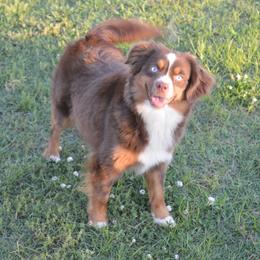 Toy Australian Shepherd All Grown Up from Fly Farms