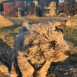 Aussiedoodle and Goldendoodle Puppies from Gray Doodles