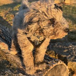 Aussiedoodle and Goldendoodle Puppies from Gray Doodles