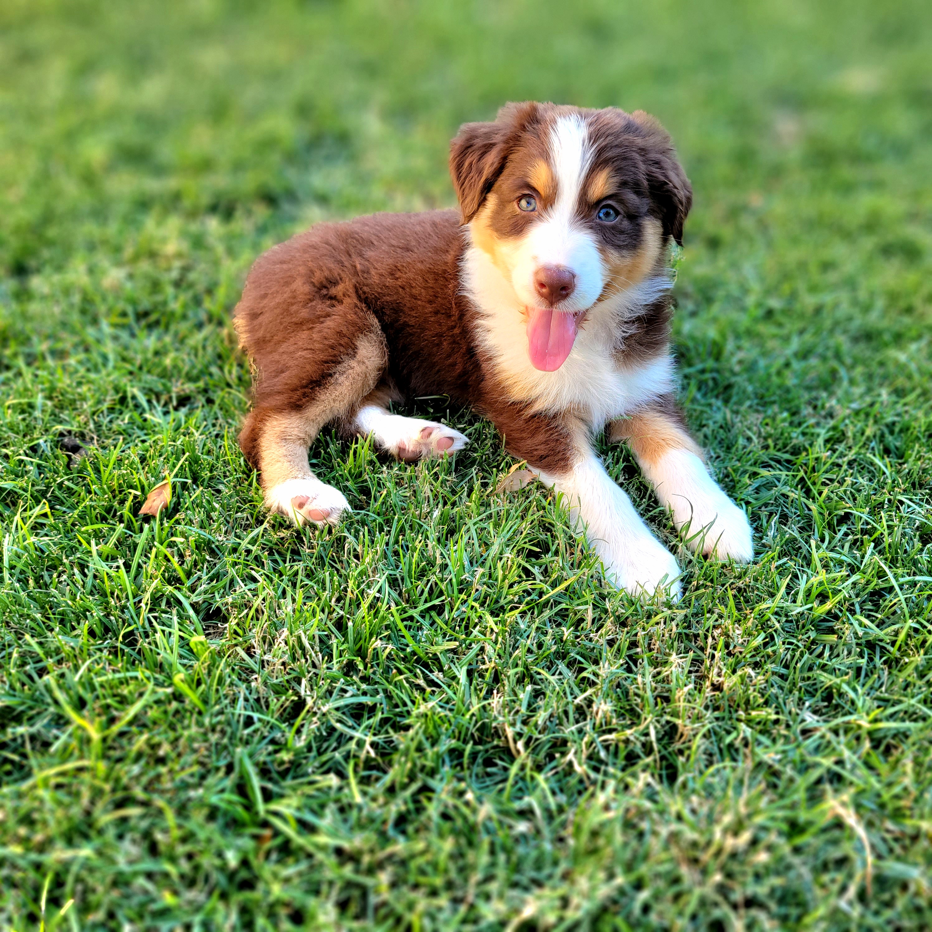 OPAL - Red tri-color Australian Shepherd puppy in Glendale, Arizona from Kerr Aussies