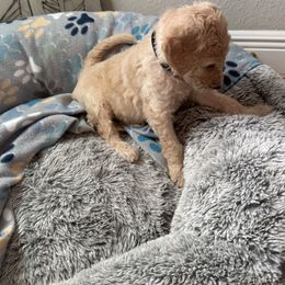 Goldendoodle Puppies from Daisy’s Doodles