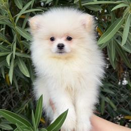 Dembele - White male Pomeranian puppy in Los Angeles, Santa Clarita, California from LT_Poms