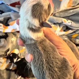 Girl 1 - Blue female Pembroke Welsh Corgi puppy in Clarksville, Tennessee from Cooler Farms Corgis