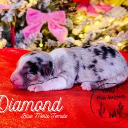 Diamond - Blue merle female Miniature Australian Shepherd puppy in Apache Junction, Arizona from Circle T Mini Aussies
