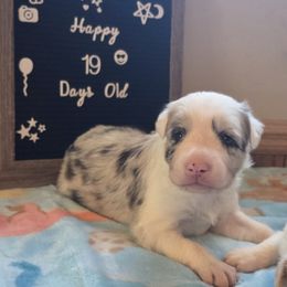 Zoey - Blue merle female Border Collie puppy in Gary, Indiana from Lake Ridge Border Collies