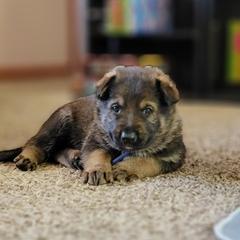 German Shepherd Puppies from Brown PND German Shepherds