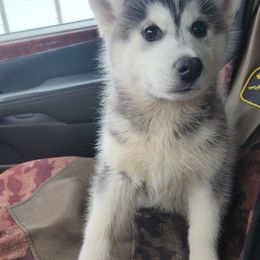 Siberian Husky Puppies from Spirit of the Moon Siberians