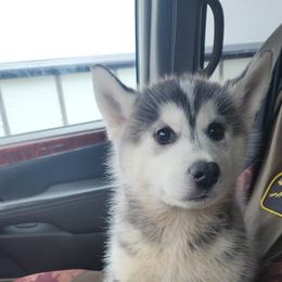 Siberian Husky Puppies from Spirit of the Moon Siberians