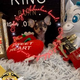 Chihuahua puppies from C&E Royal Chihuahua