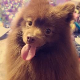 Grizz - Pomeranian puppy from Purrs N Poms