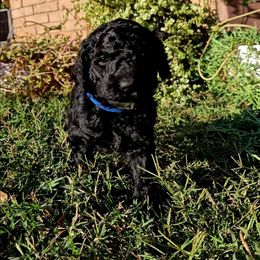 Dallas - Black male Labradoodle puppy in San Antonio, Texas from Multigenerational Labradoodles of Central TX