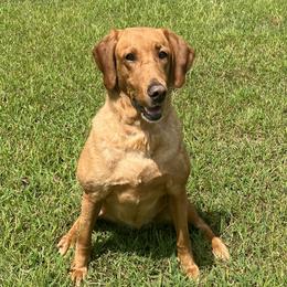 Lulu - Labrador Retriever