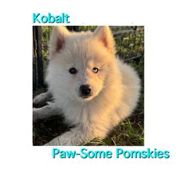 Kobalt - White female Pomsky puppy in Krum, Texas from Paw-Some Pomskies