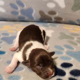 Big Jake - Chocolate male Havanese puppy in Hall County, Texas from Coyle Havanese Babies