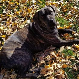 Cane Corso from Jackson's Cane Corsos