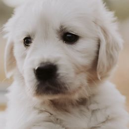 Goldendoodle and Golden Retriever Puppies from Canterbury Canines
