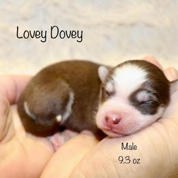 Lovey Dovey - Chocolate male Pomsky puppy in Denham Springs, Louisiana from Bayouland Pomskies