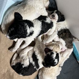 Australian Cattle Dog and Poodle Puppies from Hernwood Heelers & Poodles