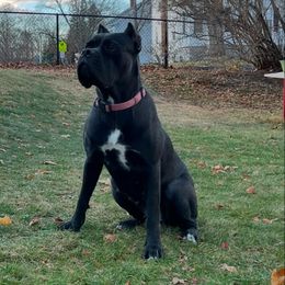 Xena - Cane Corso