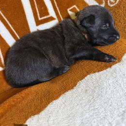 Brown collar - Brindle male xDutch Shepherd puppy in Mc Kinney, Texas from Vom Jazzigen Haus