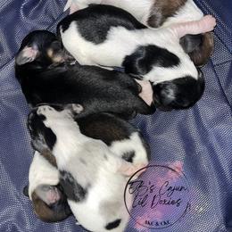 Dachshund Puppies from EB's Cajun Lil' Doxies