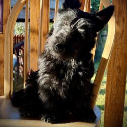 Moana - Black female Scottish Terrier puppy in Moyie Springs, Idaho from Avonlea Terriers