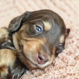 Charleston - Chocolate and tan male Dachshund puppy in Panama City, Florida from Harbor Doxies