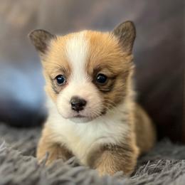 MN - F3 - Sable female Pembroke Welsh Corgi puppy in Stockton, Iowa from Infinity Corgis
