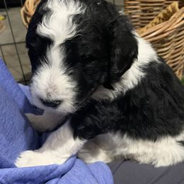 Goldendoodles from Hope Acres