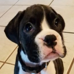 Boxer Puppies from Winchester Boxers