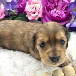 Lennox - Dapple male Dachshund puppy in Exeter, California from Sawtooth Miniature Dachshunds