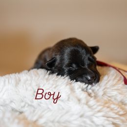 Crimson - Black brindle male Dutch Shepherd puppy in Auburn, Georgia from Faberge Hollandse Herdershond