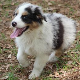 Ryan - Blue merle male Australian Shepherd puppy in Hammond, Louisiana from Gold Ring Australian Shepherds