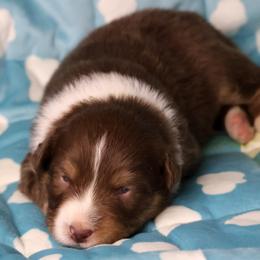George - Red tri-color male Australian Shepherd puppy in Springville, New York from RisingStar Australian Shepherds